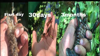 Raising crayfish at home easily [upl. by Anma]