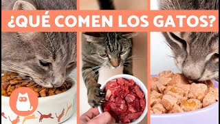 5 TIPOS de ALIMENTACIÓN para GATOS 🐱🥩 ¿Qué COME un GATO [upl. by Ynaffad]