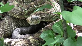 THE TROPICAL RATTLESNAKE Crotalus durissus [upl. by Andros6]