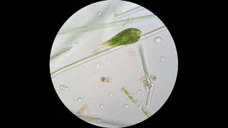 Euglena viridis under a microscope Demonstrates amazing flexibility [upl. by Dania301]