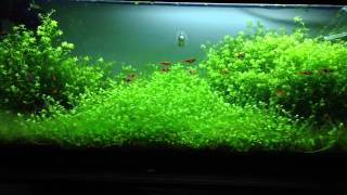 How to grow glossostigma carpet [upl. by Ahsats271]