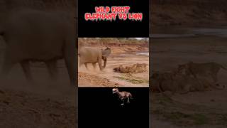 Wild Fight Between Elephants amp Lion [upl. by Godred]