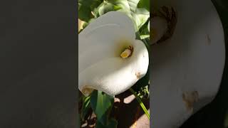 Zantedeschia aethiopica  Cantedeskia etiopska  Kalla  Calla lily vlog TaoMola [upl. by Fidellia]