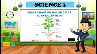 Mga Bahagi ng Halaman at Tungkulin Nito  SCIENCE 3  QUARTER 2 [upl. by Mafalda663]