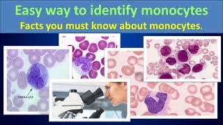 Easy way to identify monocytesEasy way to identify monocytes [upl. by Kale871]