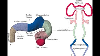 Flexures of the Brain vesicles  Pontine flexure Mesencephalic flexure Cervical flexure [upl. by Hum]