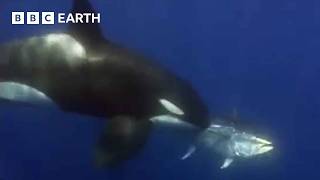 Amazing Orca Moments  BBC Earth [upl. by Merla526]