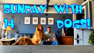 14 dogs on a SUNDAY Dog boarding business from the homestead dogboarding vlog [upl. by Cissy]