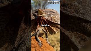 Frill Necked Lizards Natures Drama Queens [upl. by Sile]