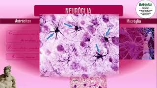 Histologia do córtex cerebral e células da glia [upl. by Erelia]