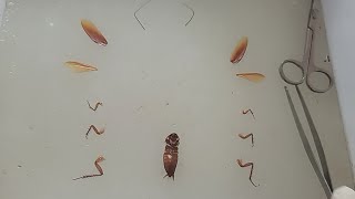 Morphology Of Periplaneta americana  Cockroach [upl. by Draner]