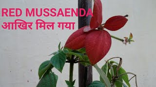 How to Grow amp Care RED MUSSAENDA flowers [upl. by Akiehsal888]