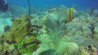 Dominican Republic Scuba Diving  Bayahibe  El Circulo  31 October 2016 [upl. by Enelyam245]