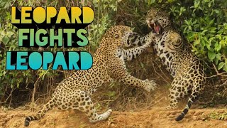 LEOPARD FIGHTS LEOPARD  The Man Eating Leopard Of Rudraprayag  Jim Corbett Book  Jim Corbett Hunt [upl. by Dmitri503]