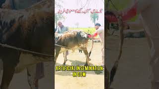 how to do artificial insemination in cow stepbystep explained  prof GNP  doctor brothers vlog [upl. by Akehsar]