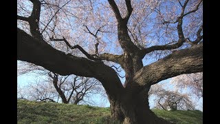 JG☆☆☆愛知 木曽川堤の桜名勝天然記念物 AichiSakura at Kisogawa River BankScenic BeautyNatural Monument [upl. by Llerrit]