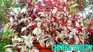 Chinese croton plant care  Excoecaria plant care  Chinese croton [upl. by Ihcelek]