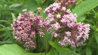 Plant portrait  Common milkweed Asclepias syriaca [upl. by Silvie]