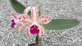 Cattleya amethystoglossa “Manjar”  ORQUÍDEA [upl. by Irmina]