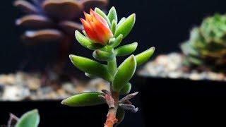 Echeveria Love  Echeveria harmsii [upl. by Elokyn]