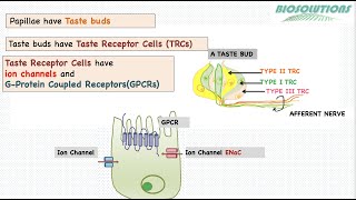 How do we taste salt sweet sour umami and bitter through TRCs in Tongue gustatorysystem Dec 21 [upl. by Olaznog337]