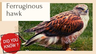 Ferruginous hawk facts [upl. by Michaele]