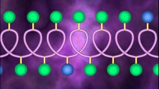 A Level Biology Revision quotGlobular Proteins 1 Haemoglobinquot [upl. by Llennehc]