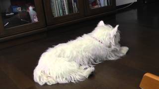 Our Westie Princess having a hypoglycemic seizure Viewer discession is advised [upl. by Catina]