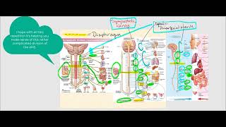 Lecture Video 5 Autonomic Nervous System ANS [upl. by Elwyn801]