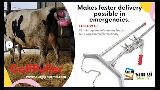 Calf Puller  Calf Jack  How we can use a calf puller Delivering a calf using calving jack [upl. by Livvyy]