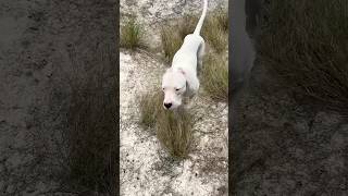 Effective exercises for your Dogo Argentino dogoargentino dog [upl. by Wesla]