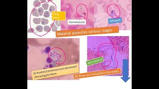 Most common Blood parasites [upl. by Yoo]