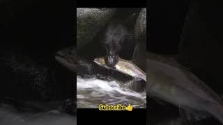 bear nature wildlife animals animallover junglesafari shorts shortvideo [upl. by Ayekal]