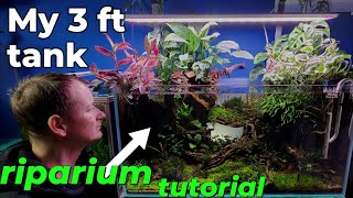 Aquascape timelapse How i turned my 3 ft aquarium into a riparium [upl. by Cordy996]