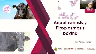 Anaplasmosis y piroplasmosis [upl. by Ilaw]