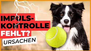 Darum KANN sich dein HUND NICHT BEHERRSCHEN 👀 [upl. by Chesnut]