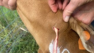 Possible caseous lymphadenitis in our goats [upl. by Otanutrof]