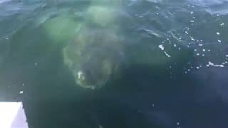 Giant Shark Encounter Barnstable Harbor Cape Cod 2017 [upl. by Brunelle]