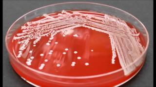 Bacterial Colony Description [upl. by Gerstner443]