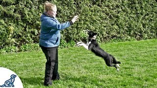 Teach Your Puppy To Fetch And LOVE To Bring The Toy Back  Professional Dog Training Tips [upl. by Nnylyma924]