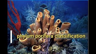 Phylum Porifera Classification  Sponges [upl. by Myriam]