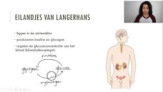 Eilandjes van Langerhans en bijnieren [upl. by Anih]