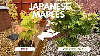 The Japanese Maple Gardening pot or ground [upl. by Renata233]