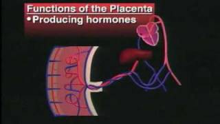 Structures and Functions of Placenta [upl. by Kuehnel175]