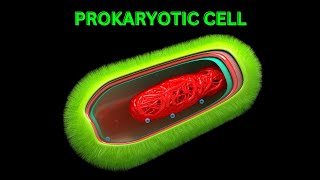 PROKARYOTIC CELL biology education science information bacteria prokaryotes archaea germs [upl. by Dusa]