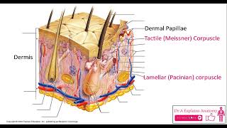 Anatomy of the skin  Epidermis amp Dermis layers  Epidermis amp Dermis Structures [upl. by Ainotal513]