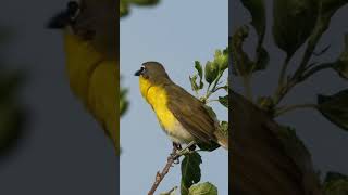 Yellowbreasted chat Icteria virens [upl. by Lorrayne]