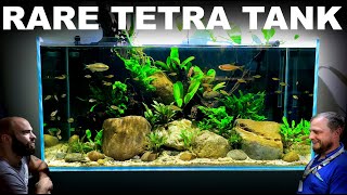 The Rare Tetra Tank Building Fish Shop Matts Home Aquarium Aquascape Tutorial [upl. by Fanning]