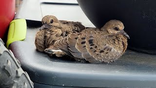 Baby dove STUCK on my Balcony 5th Floor [upl. by Devy300]