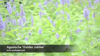 Agastache Golden Jubilee [upl. by Krista]